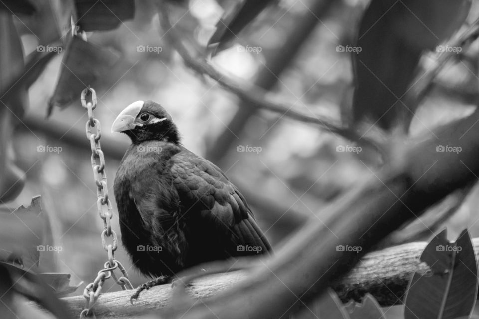 tropical bird perched in black and white