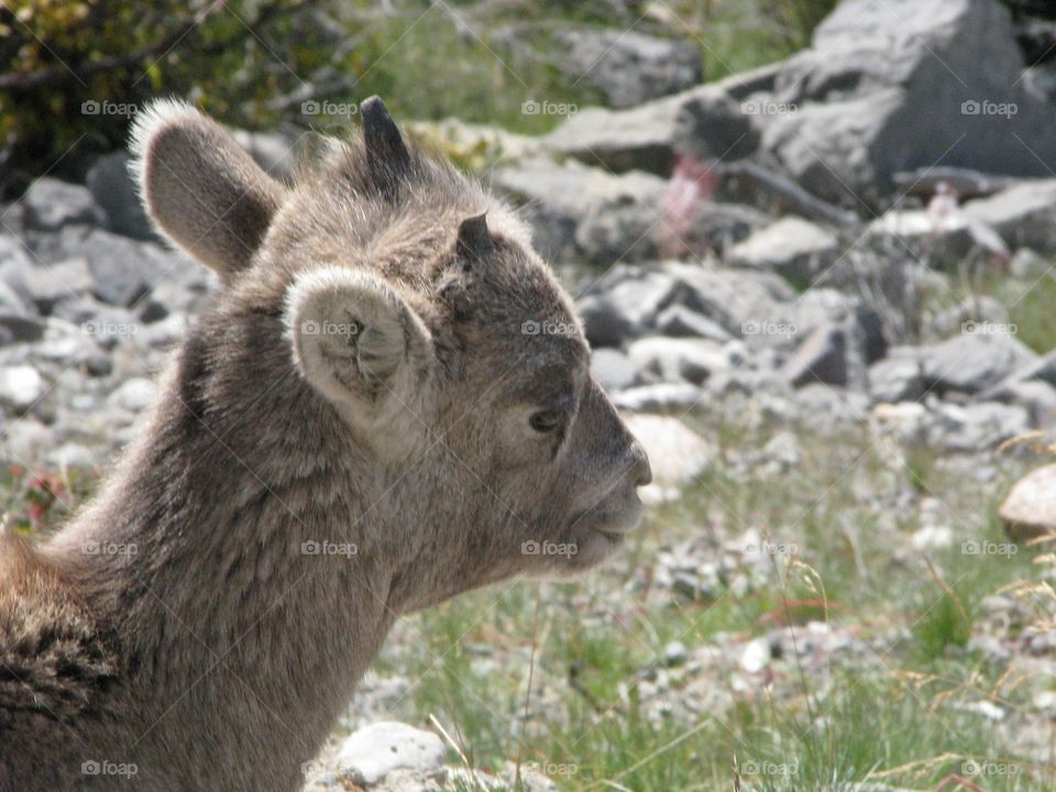 Baby mountain goat side profile 