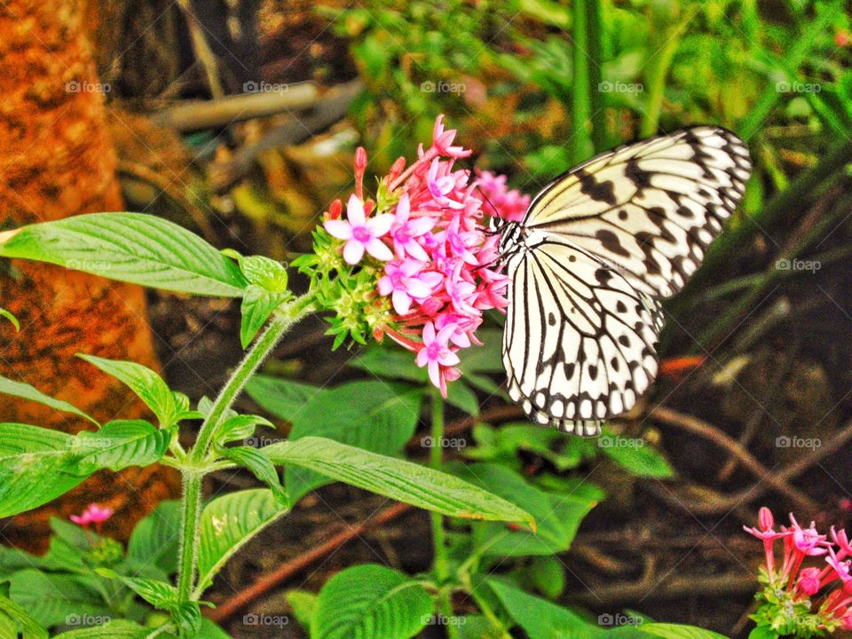 Tiger Swallowtail Butterfly