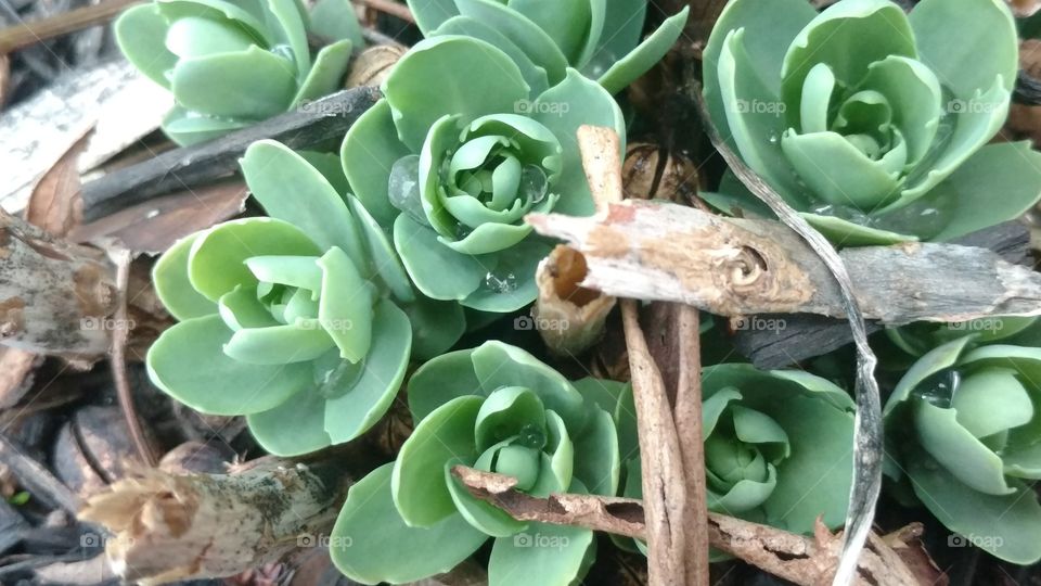 Flora, Nature, Cactus, Leaf, Flower