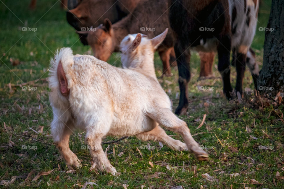 Baby goat race