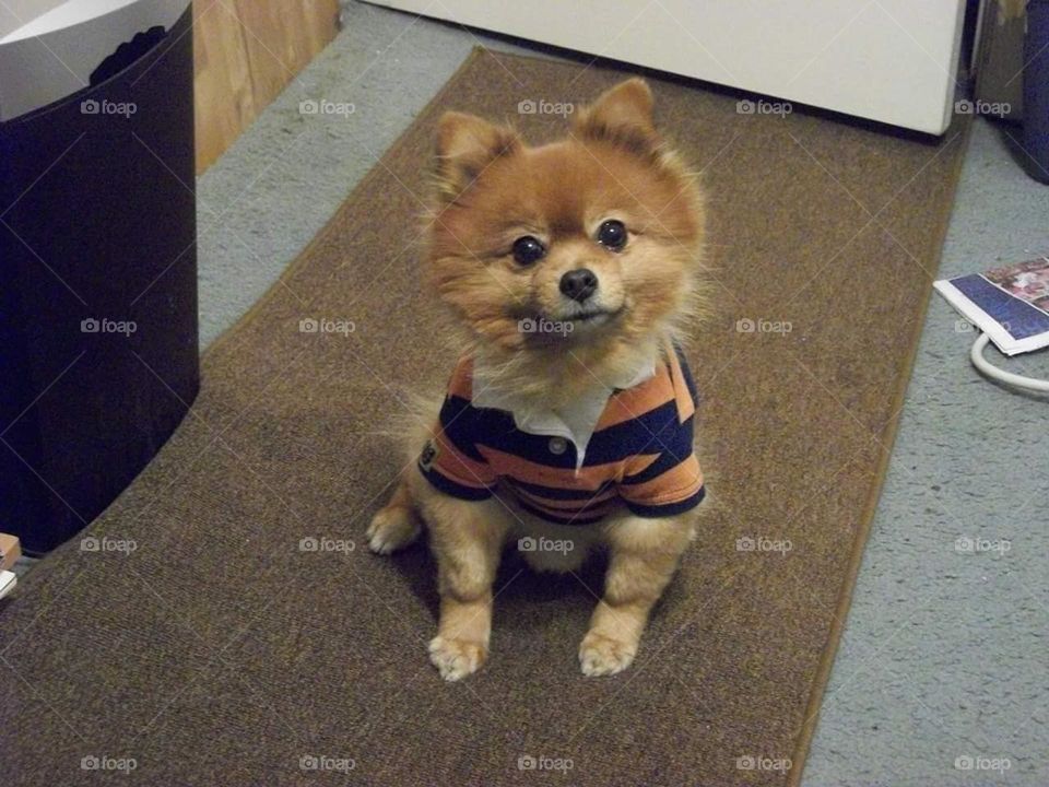 My dog Simba is ready for our double date at the dog park