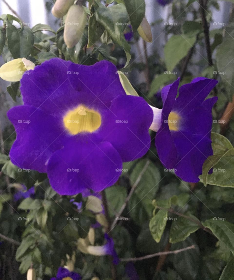 🌹 🇺🇸 Very beautiful flowers to brighten our day.  Live nature and its beauty. Did you like the delicate petals? / 🇧🇷 Flores muito bonitas para alegrar nosso dia. Viva a natureza e sua beleza. Gostaram das pétalas delicadas? 