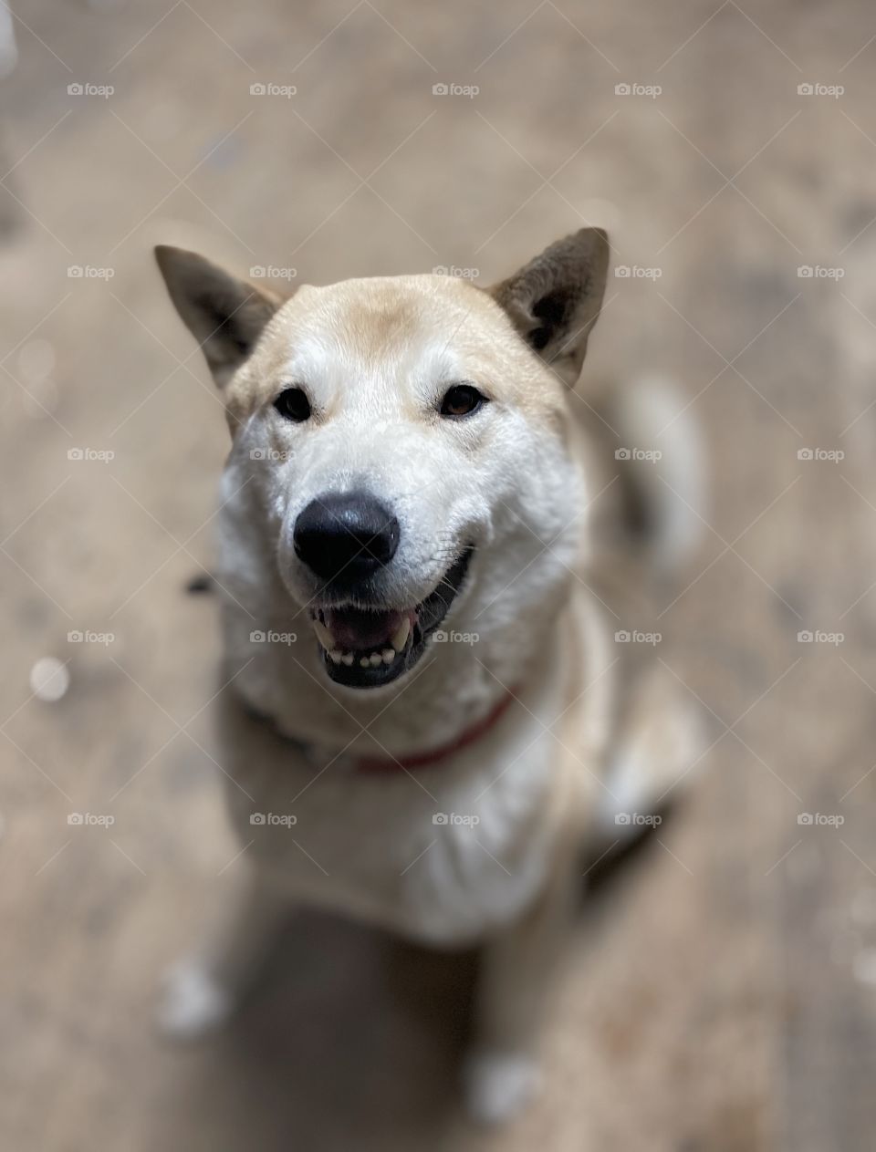 Dog portrait