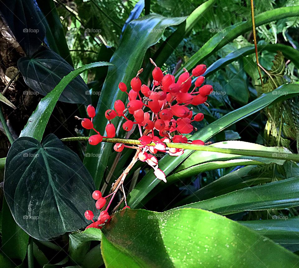 Red flowers 