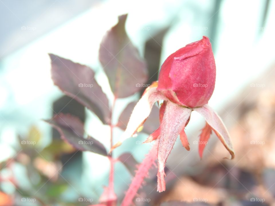 Rose Bud