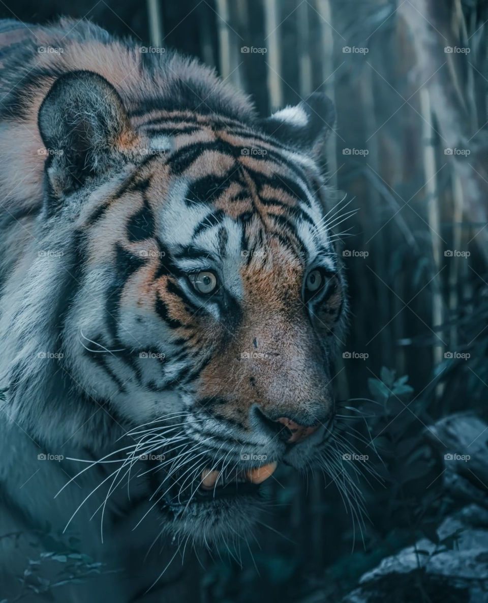 Tiger jungle king. wildlife photography