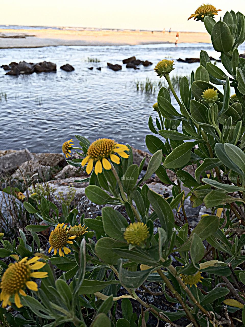 Yellow daisy flowers growing on beach