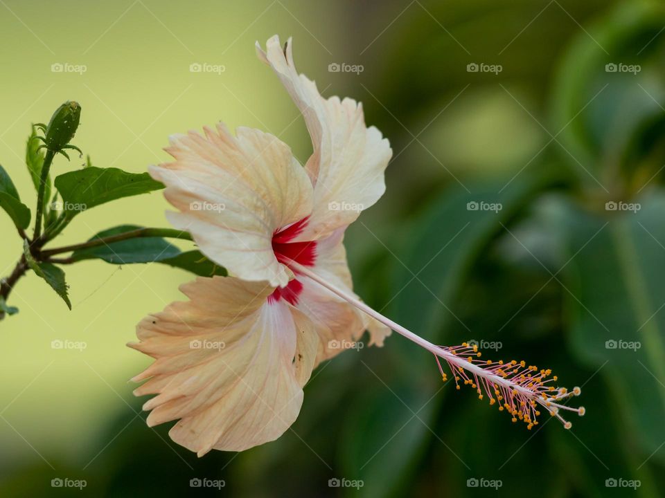 Beautiful Hibiscus