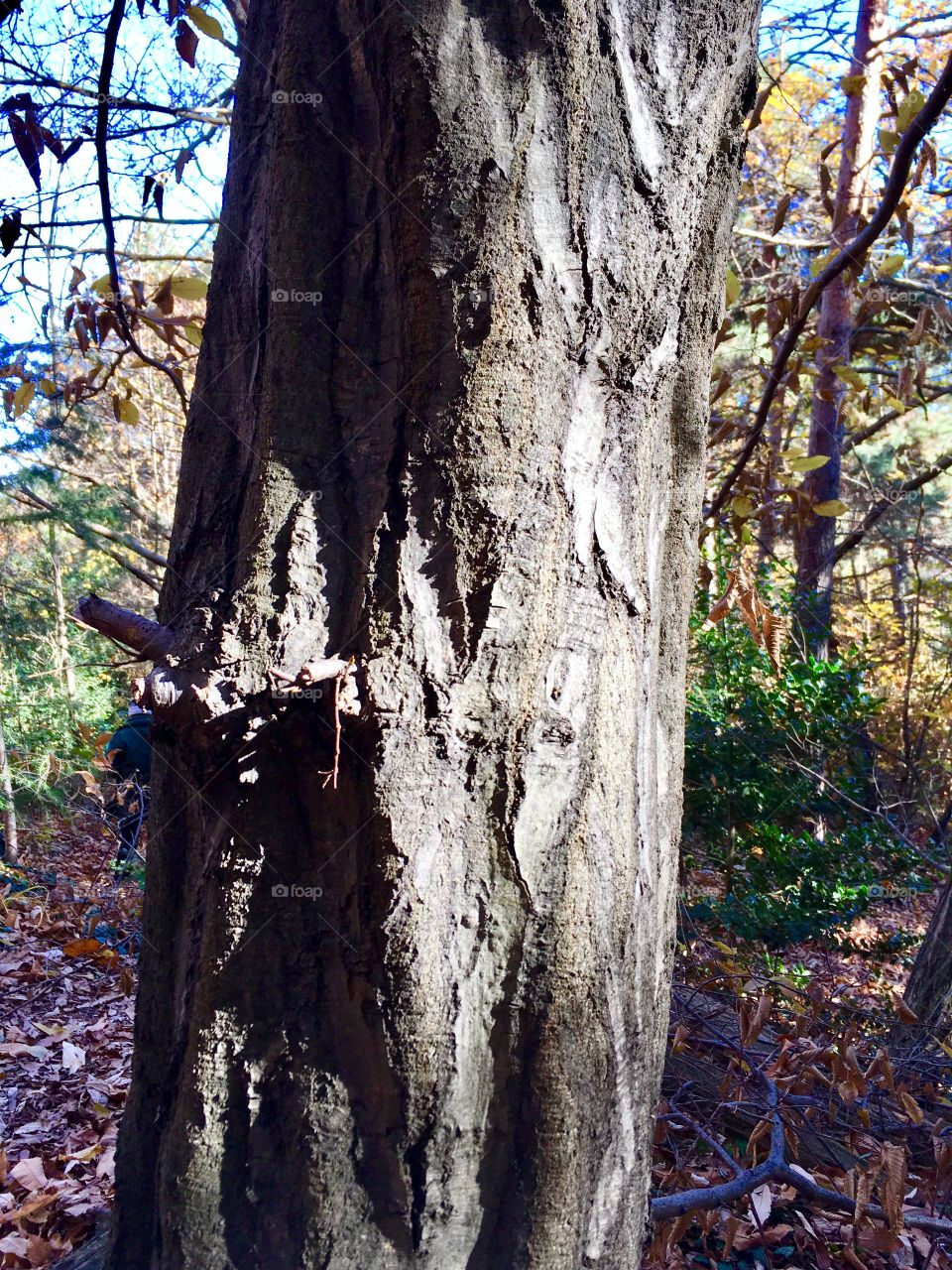 detail of white hornbeam in an autumn forest