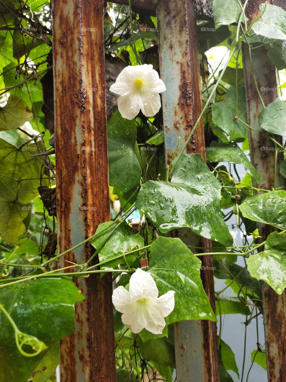 Lagenaria Vine With Grooming White Flowers
Natural Beauty