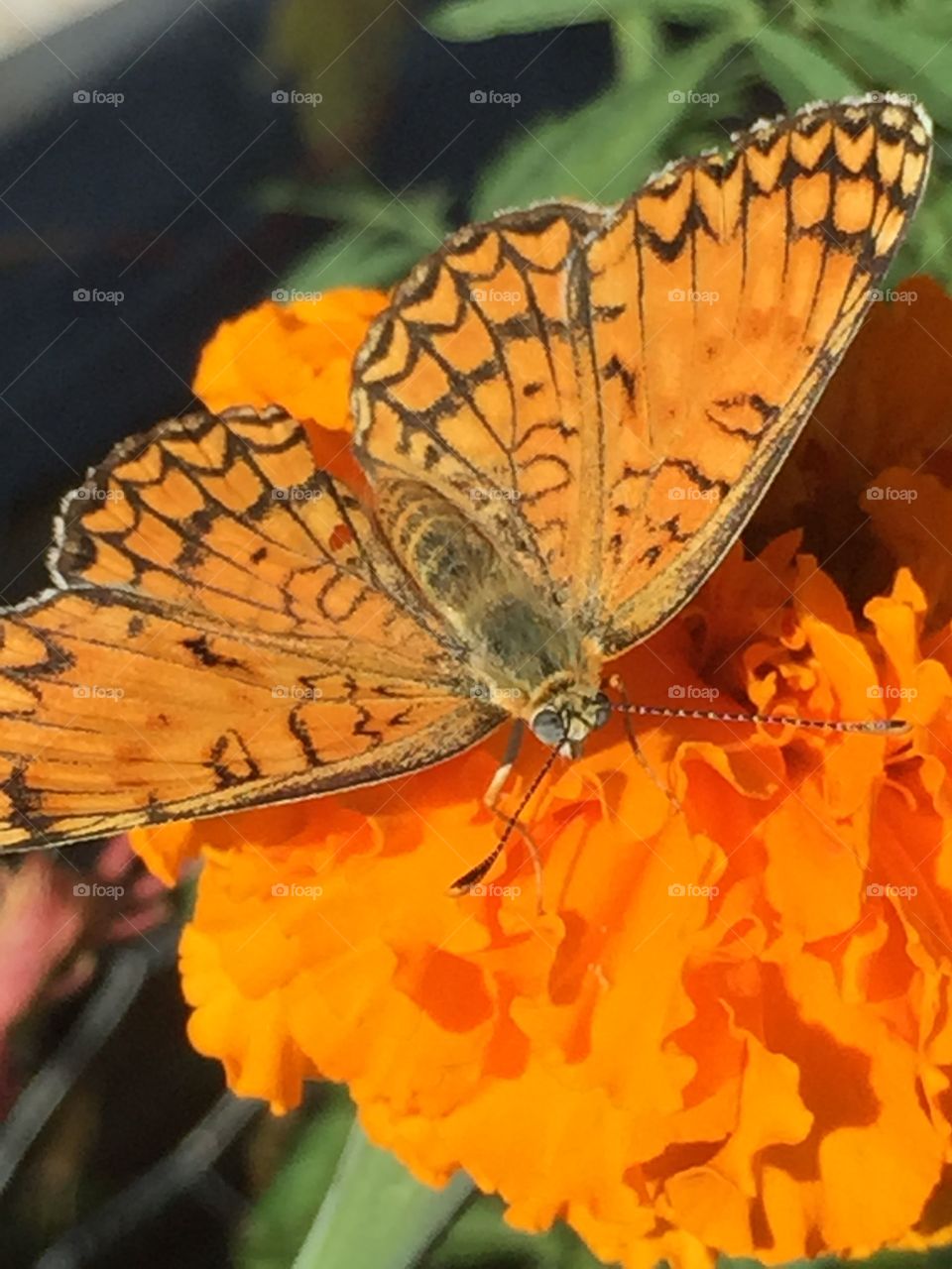 Orange butterfly. A big orange butterfly stand in a orange big flower in my terrace