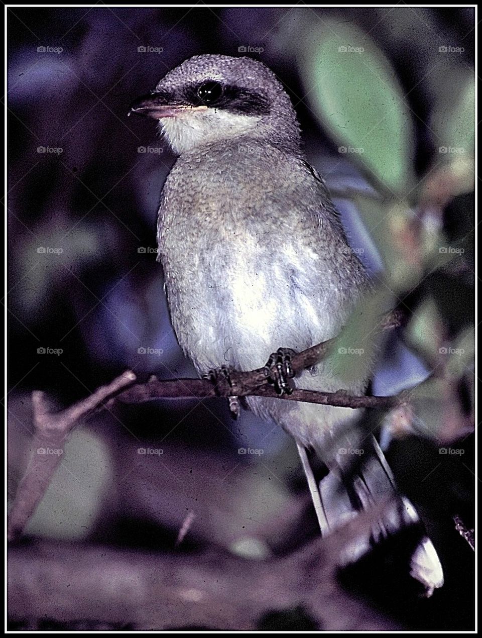 Baby mockingbird