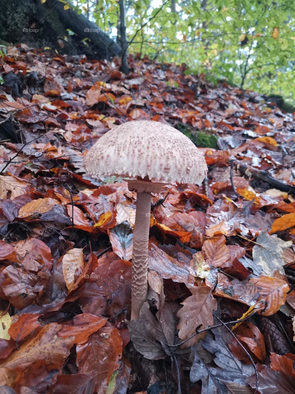 parasol 3