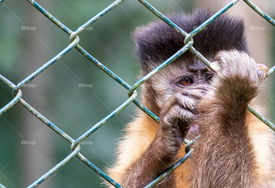 Sad look monkey tufted capuchin