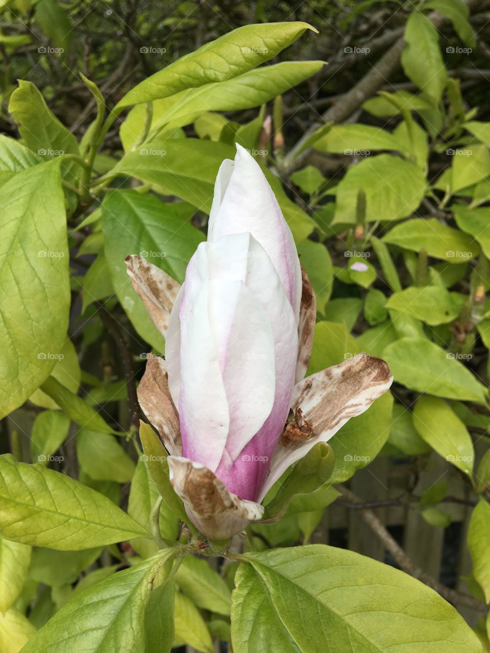 Leaf, Nature, Flora, Flower, No Person