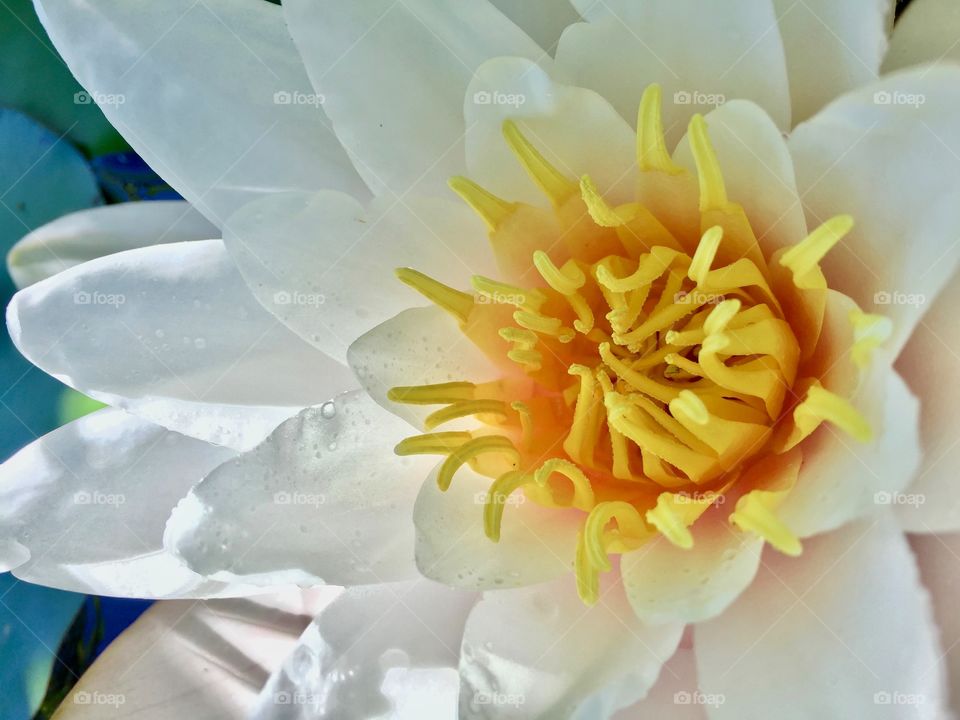 A lovely water lily photo that will bring beauty to any blog or website! Perfect for topics such as wetlands, gardening, flowers, nature, or everyday beauty.