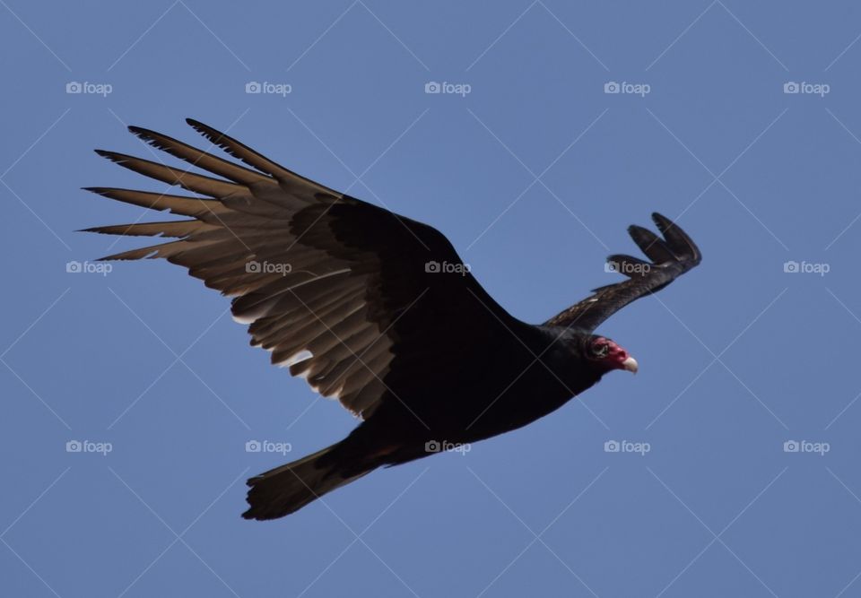Turkey vulture in flight
