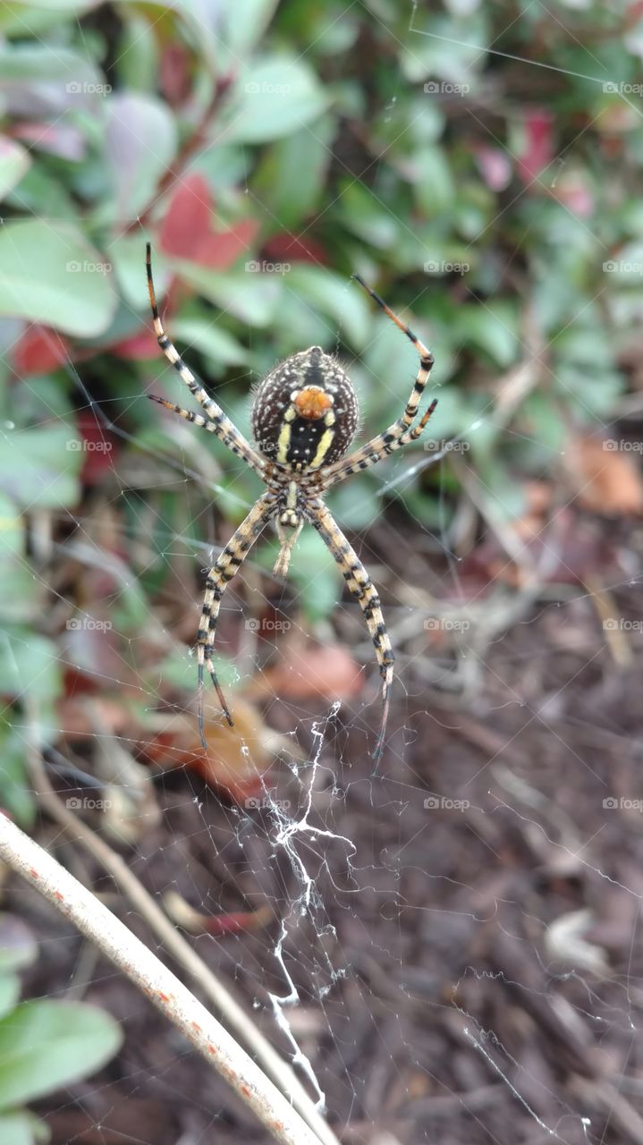 Spider, Nature, Insect, Arachnid, Spiderweb