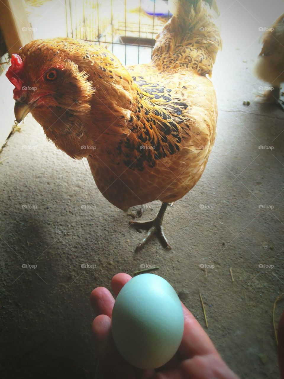 Thank you for the egg.