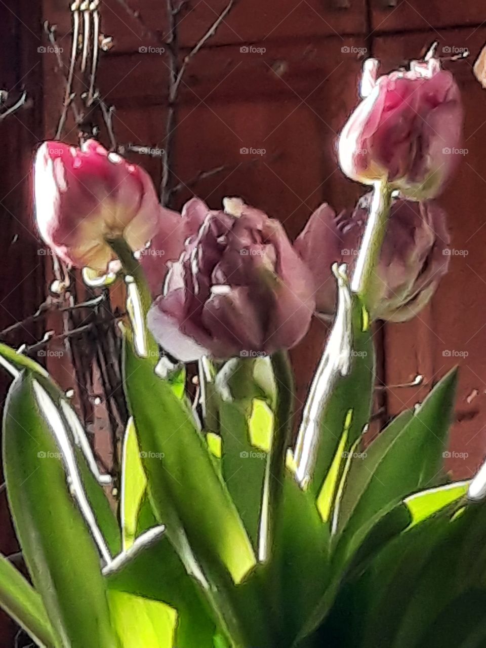 purple tulips in sunshine reflecting in the mirror