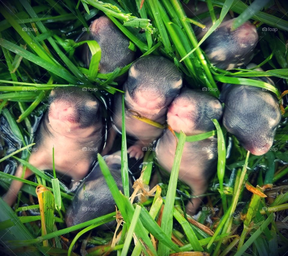 Adorable tiny little bunnies waiting for their mommy.