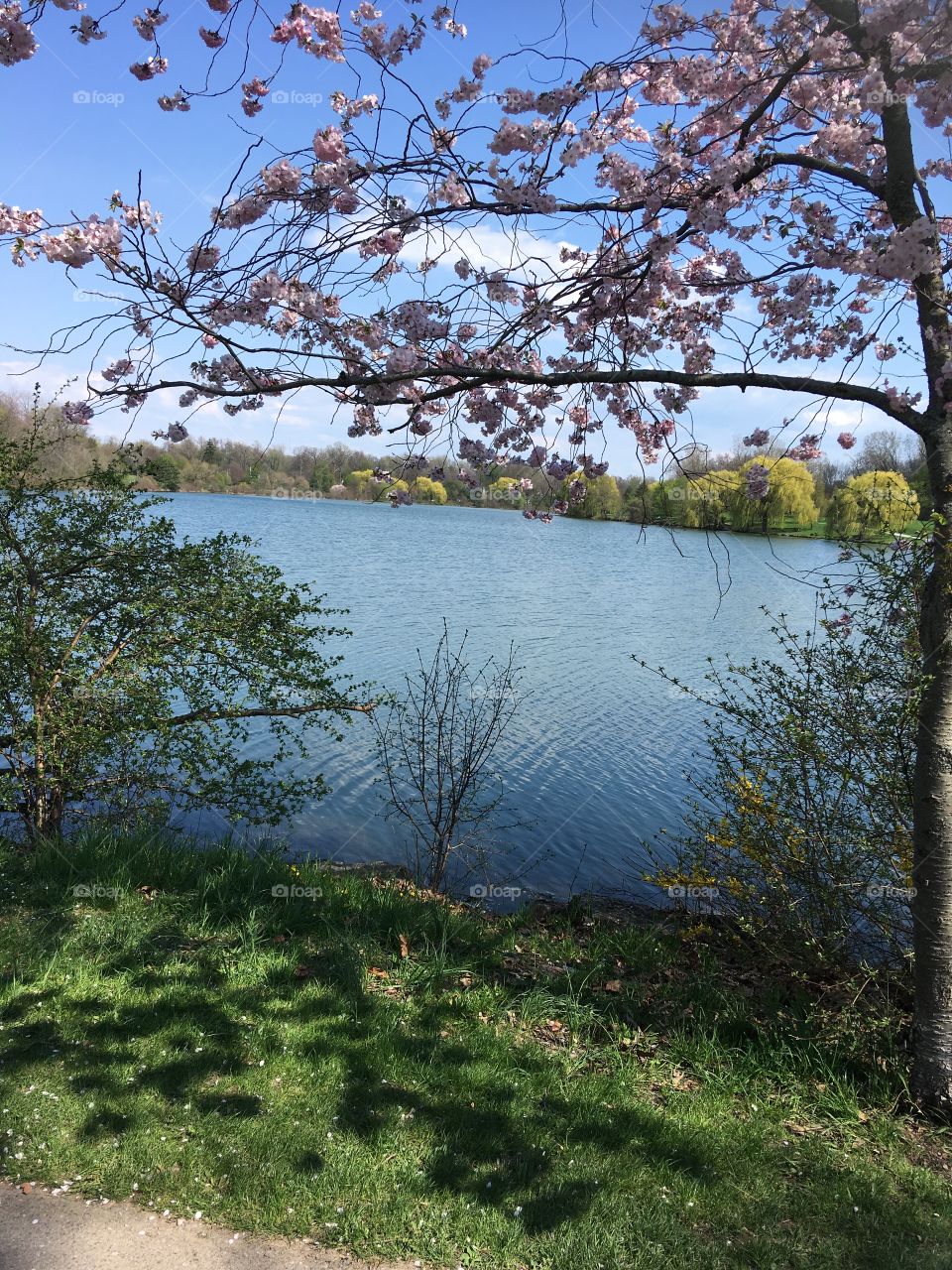 Hoyt Lake under the cherry blossom tree at Delaware Park 