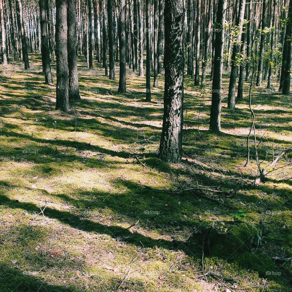 Lights and shadows in beautiful Polish forest