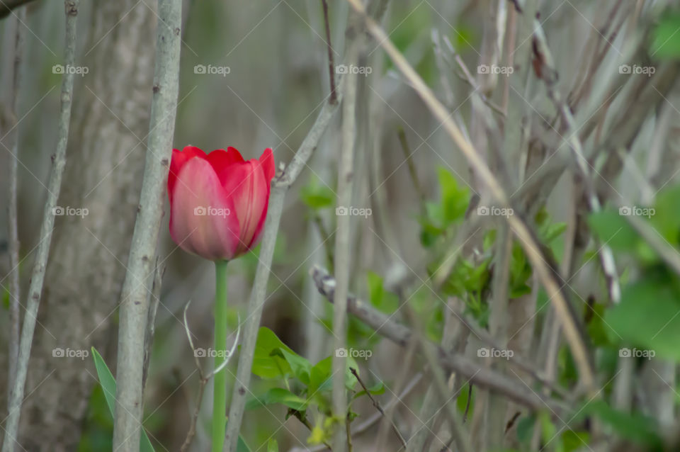 Beautiful pink tulip growing in lilac trees spring flower photography background 