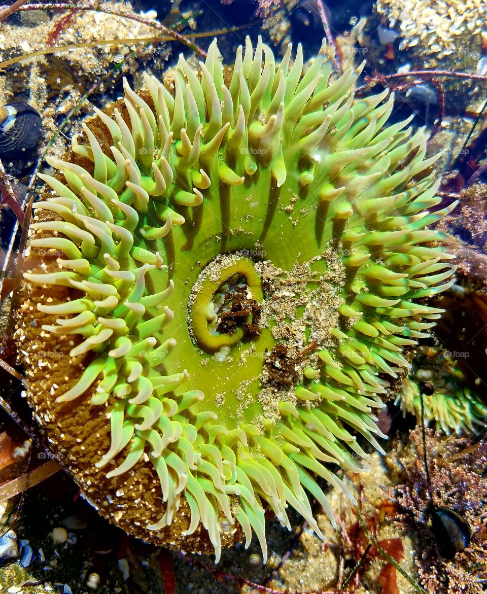 Colorful sea life in Santa Cruz