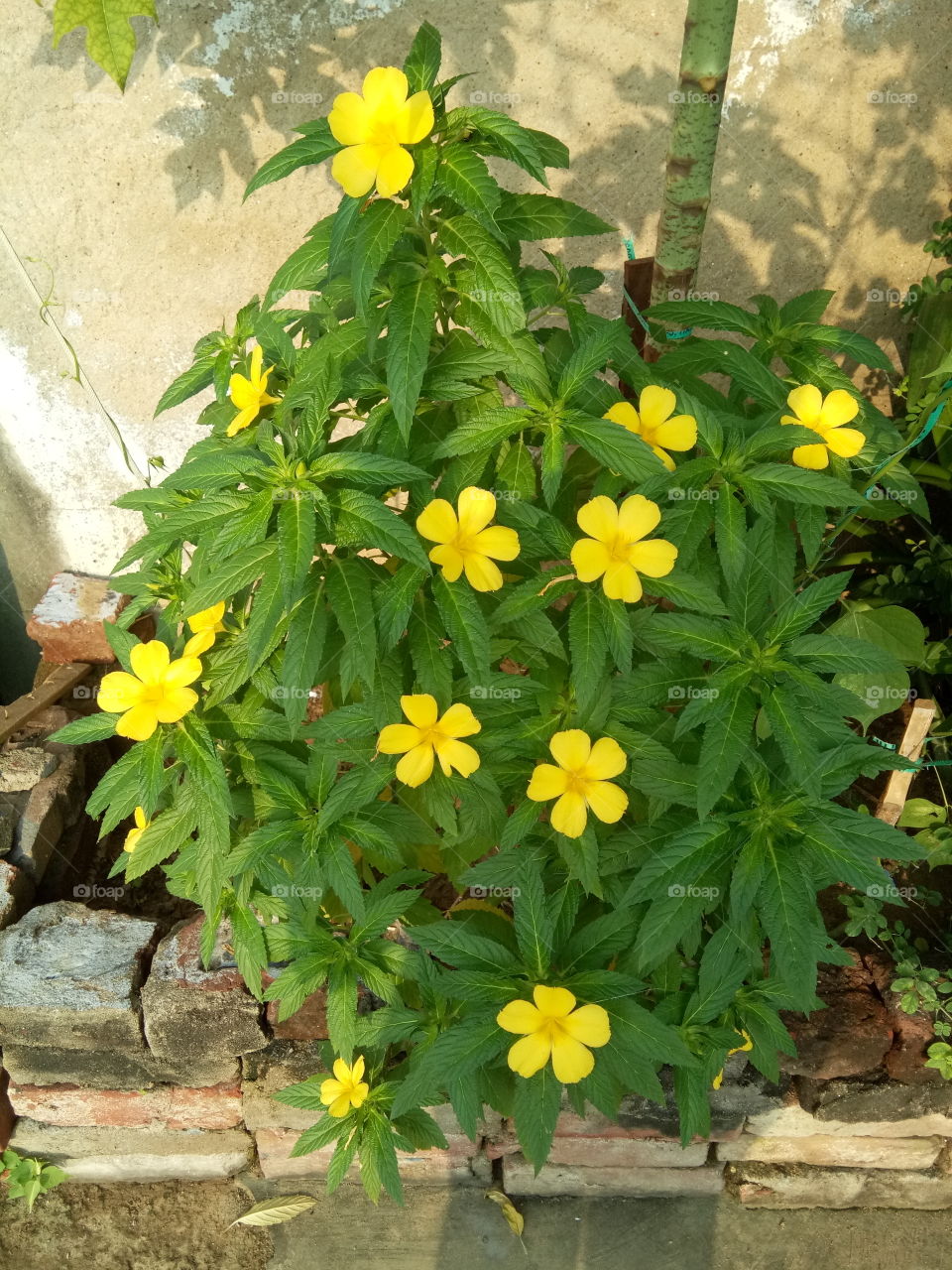 beautiful ☘️ plant