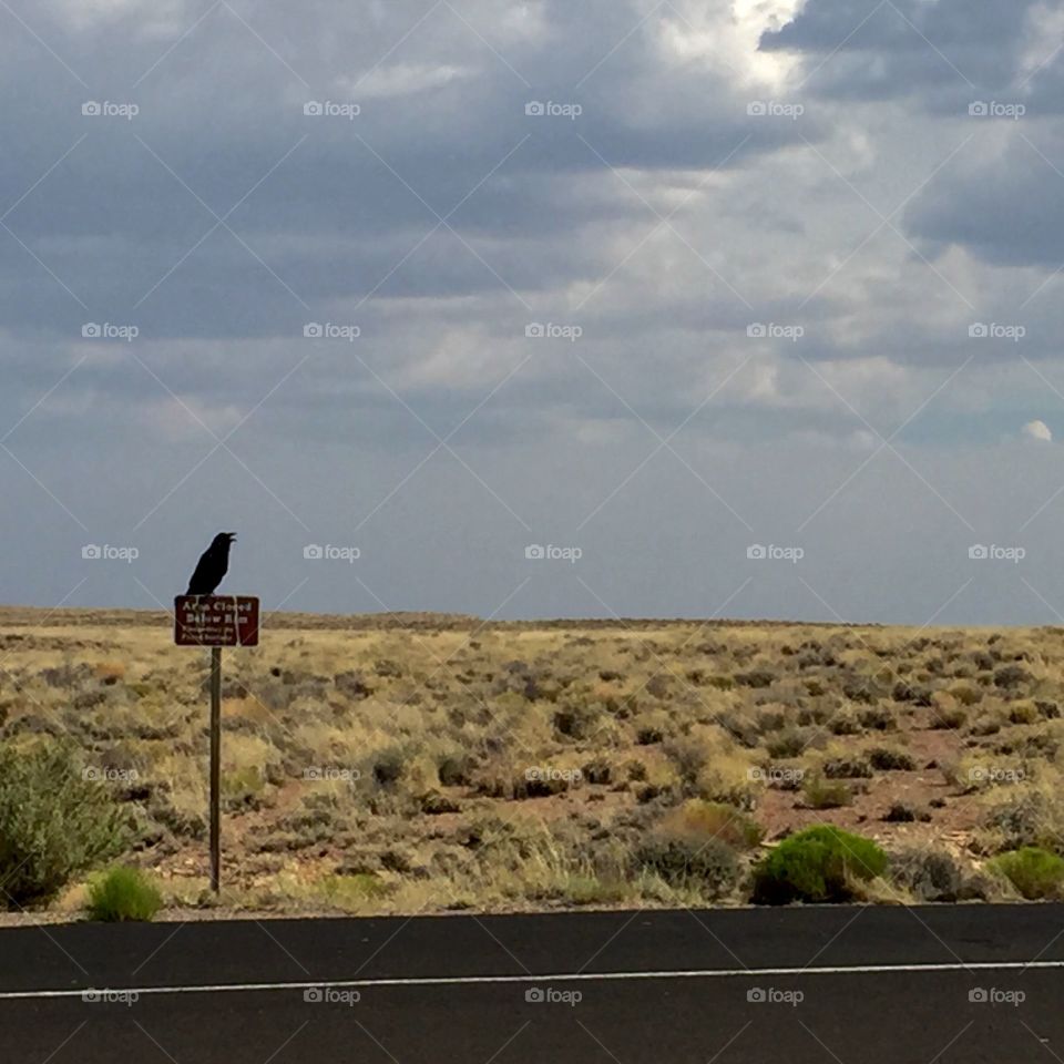 Crow on a desert sign 