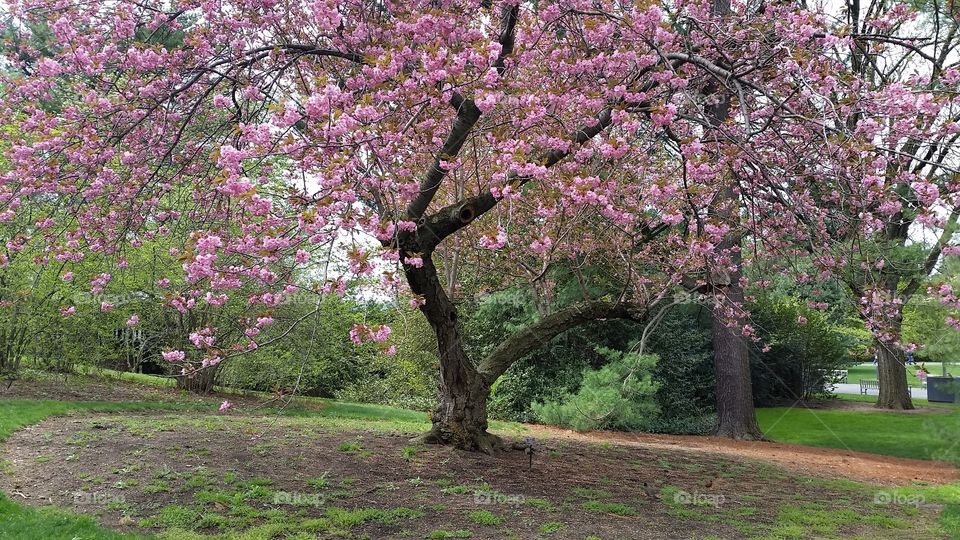 Spring in New York