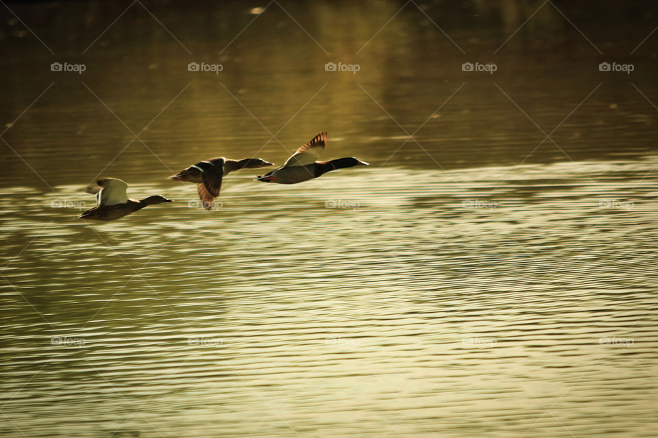 Mallards 