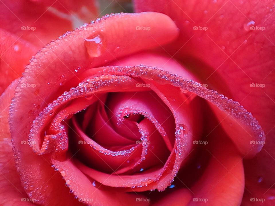 Macro image of a Rose flower with morning due