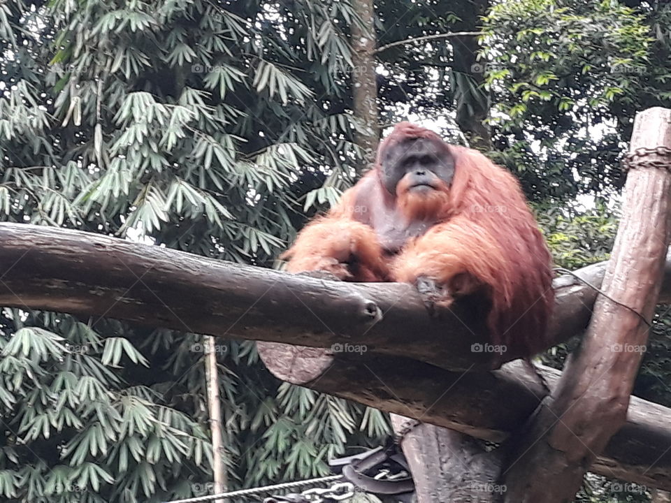 Orangutan's cool pose from Sumatra