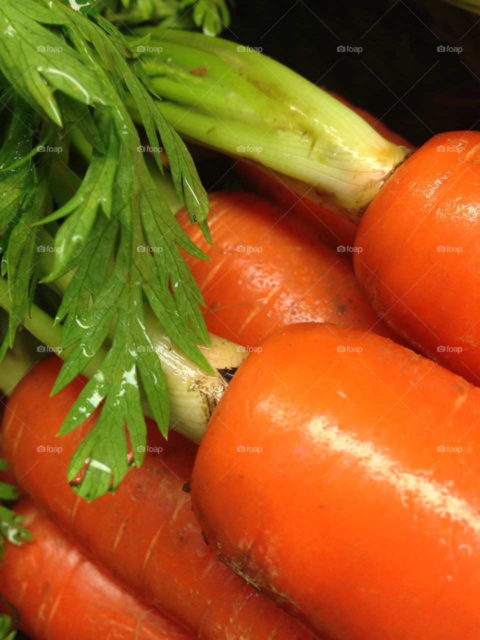 Bunch of fresh carrots with green leaves