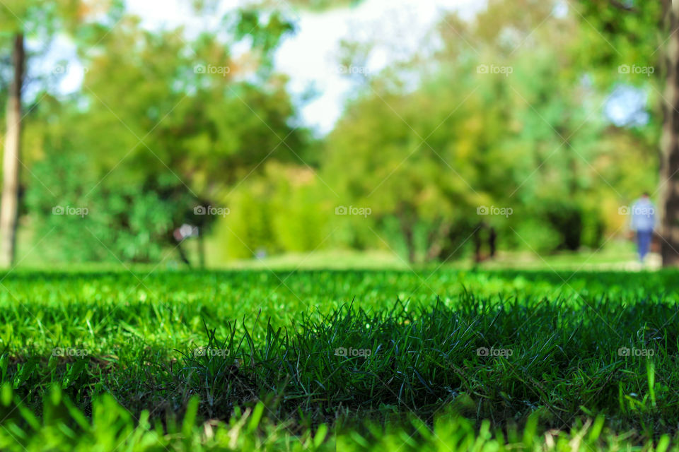 Grass in Garden