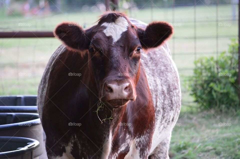 Close-up of cow in cattle