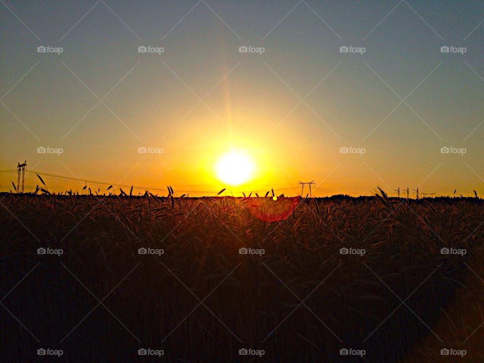 Sunset on the field