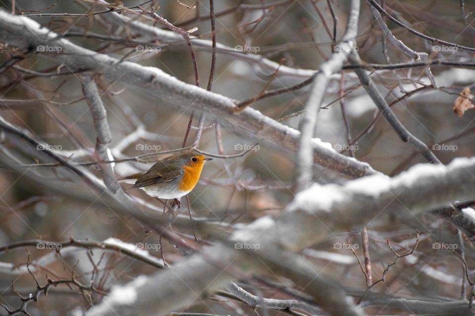 Bird in winter