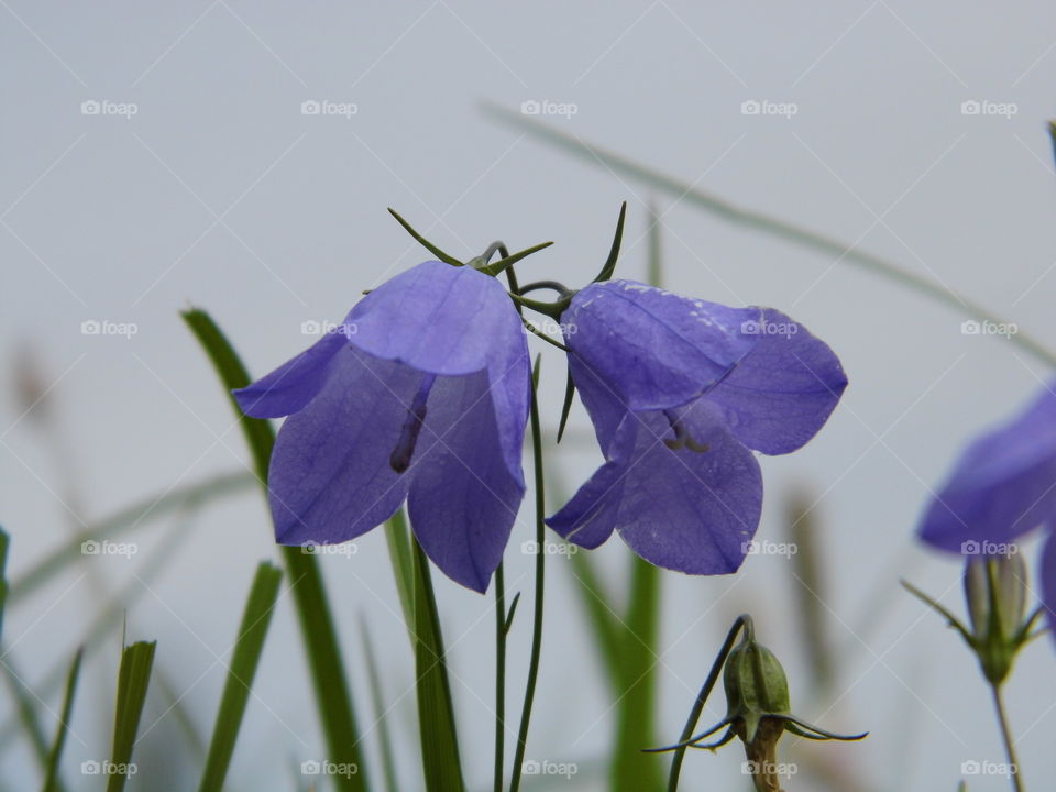 beautiful blue flowers in the garden