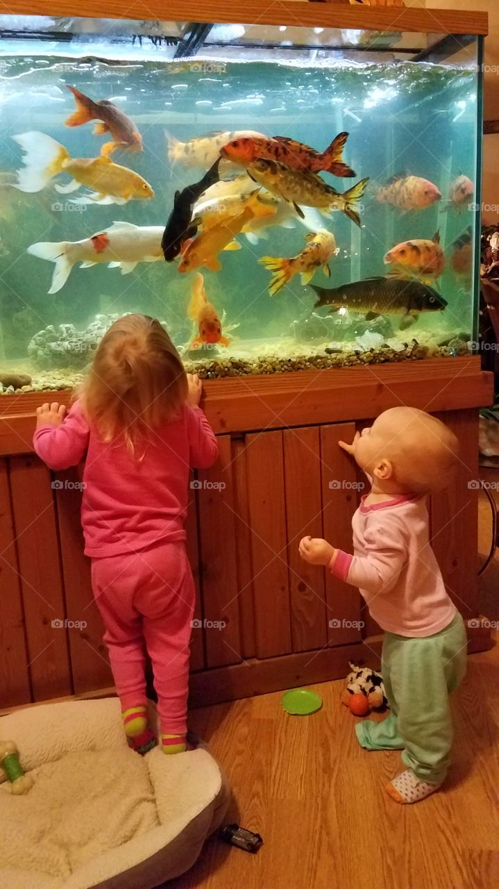 goldfish with kids