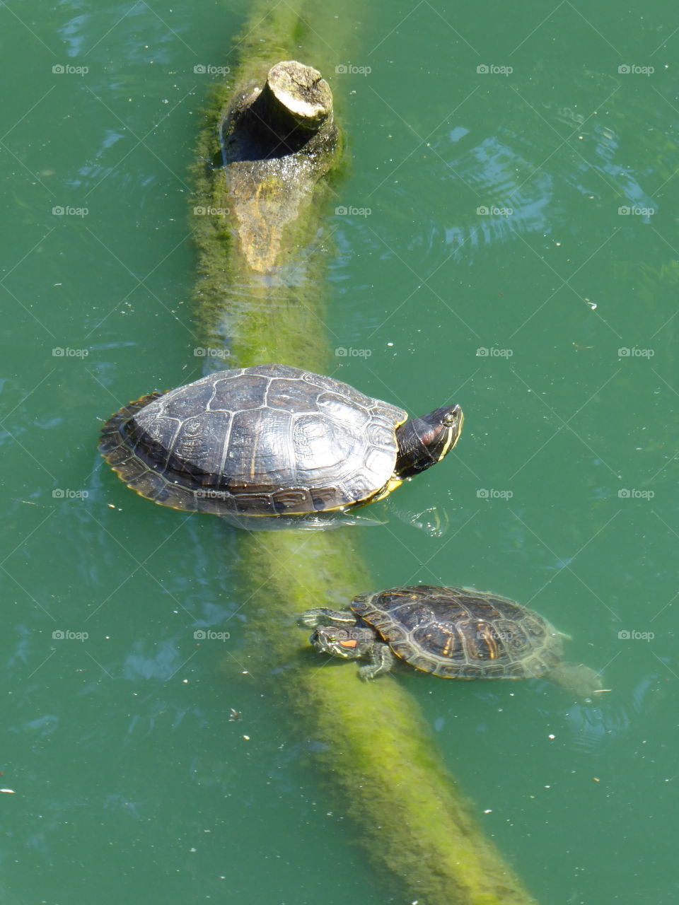 Swimming tortoise