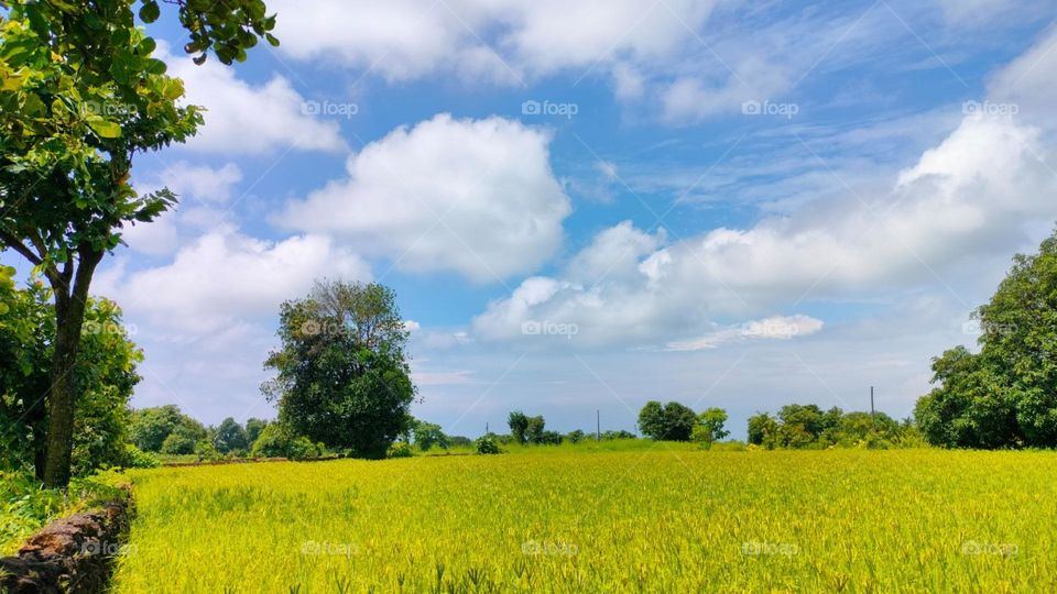 Beautiful Nature of Villege Farming, Natural Photography, Amazing Picture of Nature