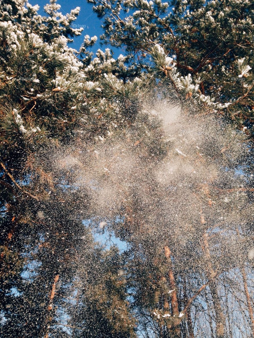 Low angle view of tree  during