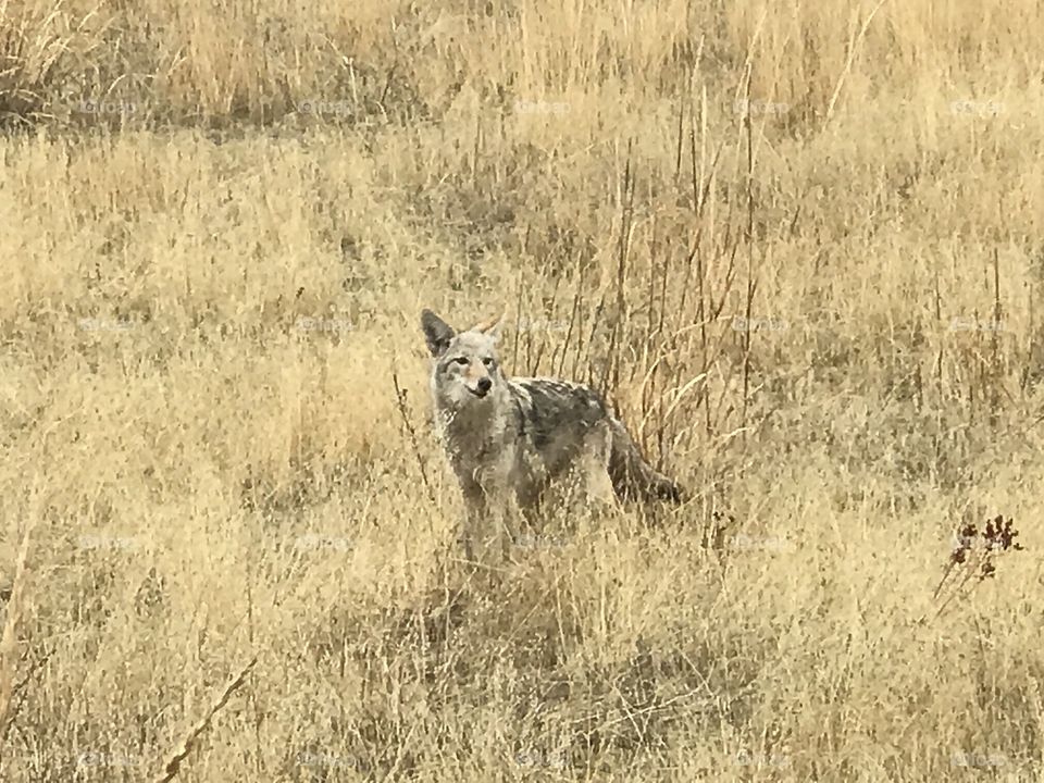 Coyote at National Bison Range, Moeise, MT. 