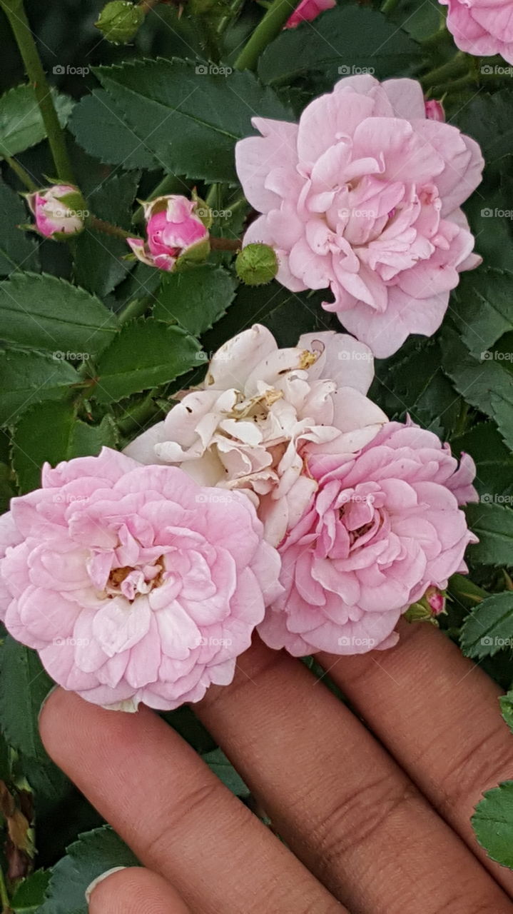 Pastel Flowers