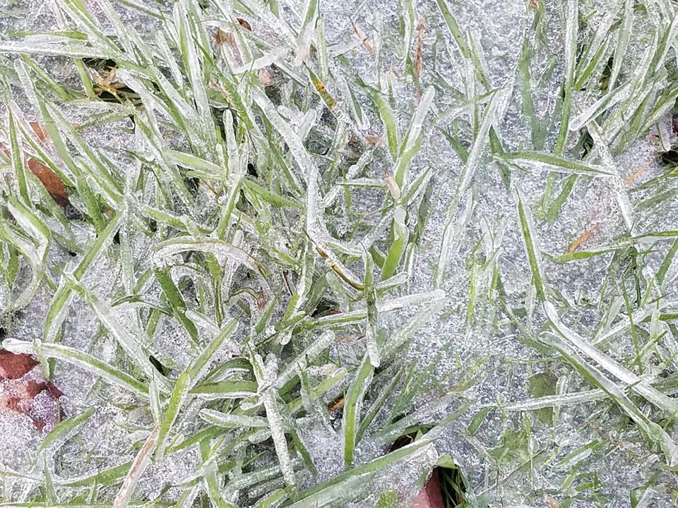 Frozen grass