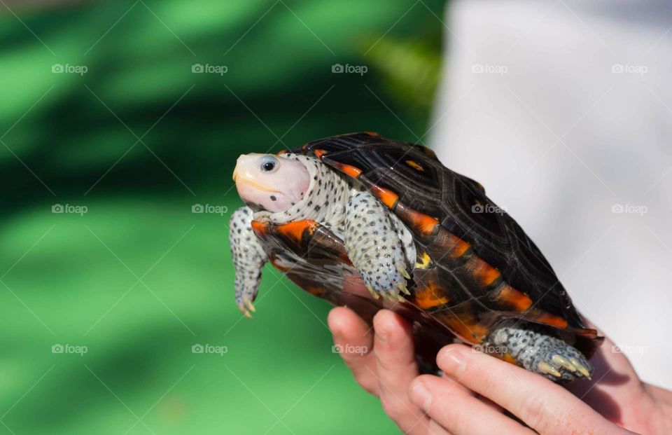 small baby diamondback terrapin with a dark shell, orange accents and a blueish white body with black spots all over being held up in front of a blurred green background